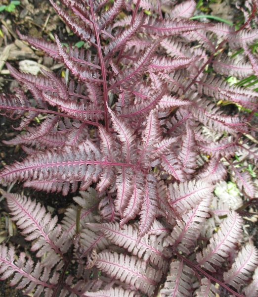 Athyrium 'Burgundy Lace'®